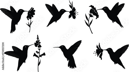 Hummingbird silhouettes with flowers, flying bird vector set showing nectar feeding, nature wildlife design for tropical garden, floral art illustration