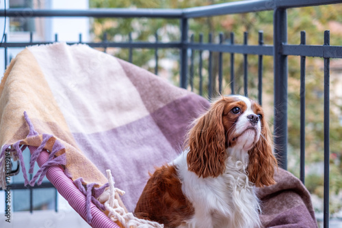 Obraz na płótnie Cavalier King Charles Spaniel rests on cozy balcony with warm blanket, surrounde