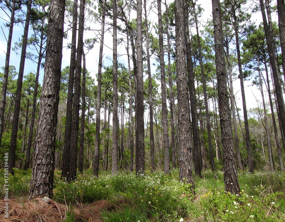 Obraz premium Pine forest floor with wildflowers