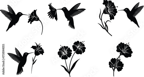 Set of hummingbird and flower black silhouettes, flying birds feeding nectar blossoms, wildlife vector illustration for nature, garden, tropical, and decorative design