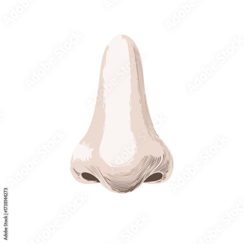 Detailed illustration of a human nose with shaded lines and highlighting.