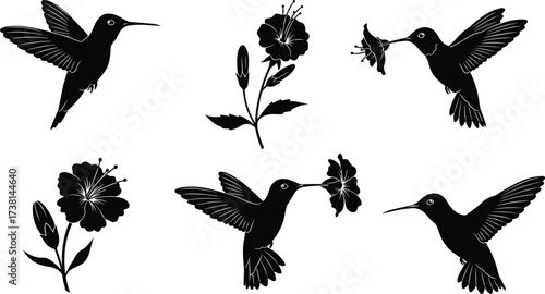 Set of hummingbird and flower black silhouettes, flying birds feeding nectar blossoms, wildlife vector illustration for nature, garden, tropical, and decorative design