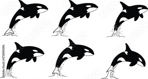 Set of killer whale orca silhouette vector illustrations showing dynamic breaching jumps, marine wildlife movement, ocean animal art design collection