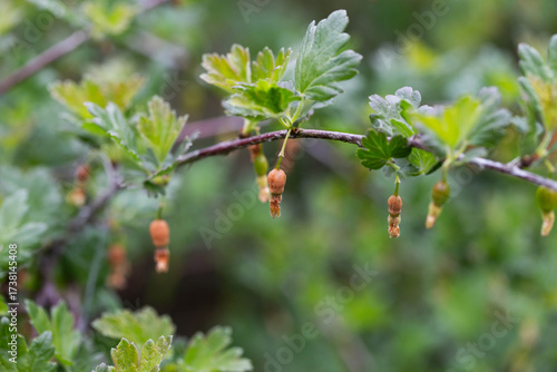 Wallpaper Mural Brown rotten and frostbitten gooseberry berries on a bush branch in spring, close-up Torontodigital.ca