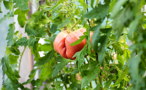 Wallpaper Mural a large pink tomato hangs on a bush, close-up Torontodigital.ca