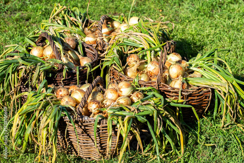 Wallpaper Mural Summer cottage harvest of onions in baskets against the background of grass, close-up Torontodigital.ca