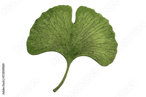 Ginkgo biloba leaf isolated vector illustration. Hyper-realistic prehistoric plant drawing on transparent background. Detailed botanical icon with veins. Natural, green, herbal.