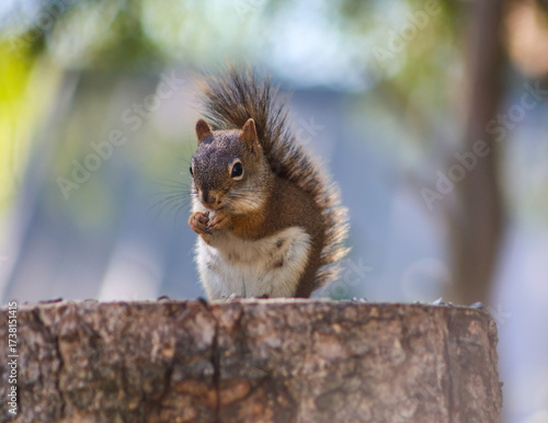 Adorable red squirrel eating a nut on a tree stump in natural light