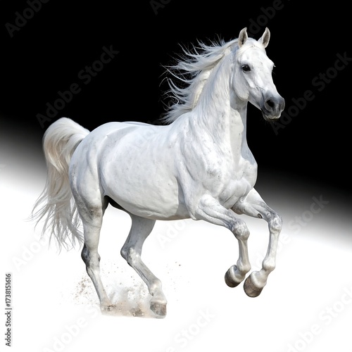White horse in motion against black and white backdrop