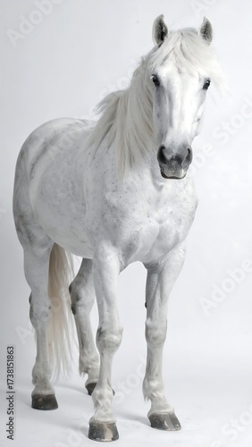 White horse in studio shot