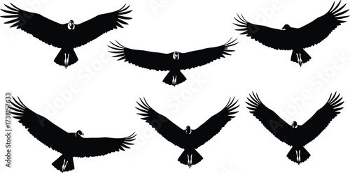 Silhouette collection of flying vultures and condors with wings spread, black vector illustration for wildlife, predator bird, nature, decoration, design