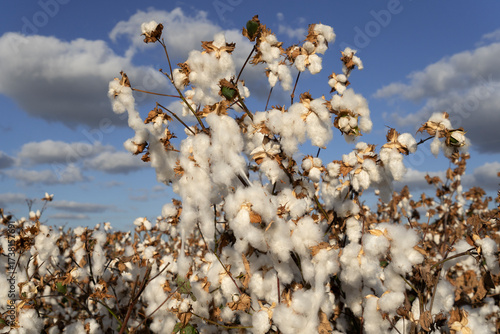 Wallpaper Mural Cotton Field in Picking Season – Harvest-Ready Cotton Bolls Torontodigital.ca