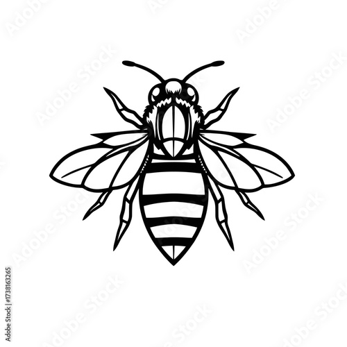 A detailed black and white illustration of a honeybee, viewed from above.