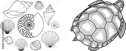 Ocean-Themed Line Art with Various Seashells and a Turtle