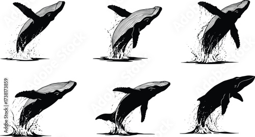 Whale breaching sequence illustrations, detailed marine animal vector set showing ocean splash, wildlife movement, sea mammal design for nature, art