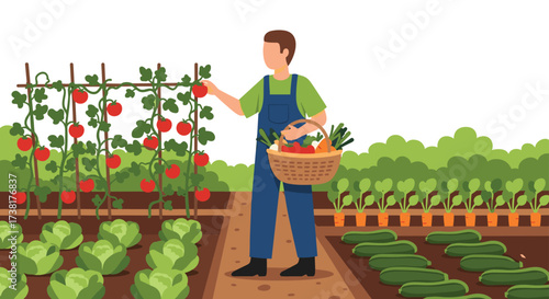Farmer harvesting fresh tomatoes and vegetables from a garden.