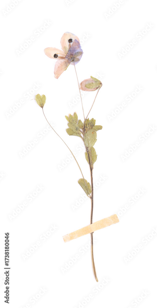 Fototapeta premium Beautiful dry veronica flower with adhesive tape isolated on white, top view