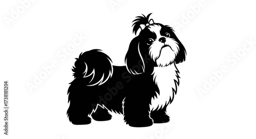 Silhouette of charming shih tzu dog with stylish topknot and elegant pose on white backdrop