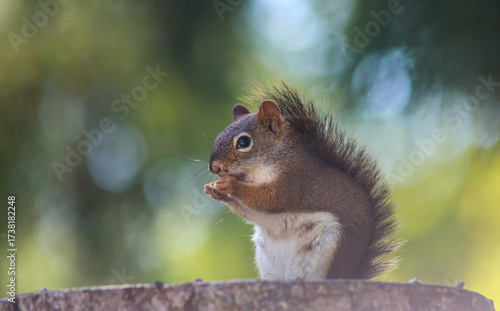 Adorable red squirrel eating on a tree stump in soft natural light