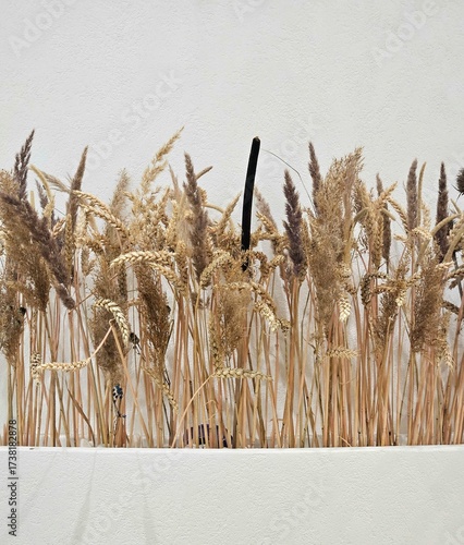 wheat ears on the white background, Dry golden grass isolated on white background