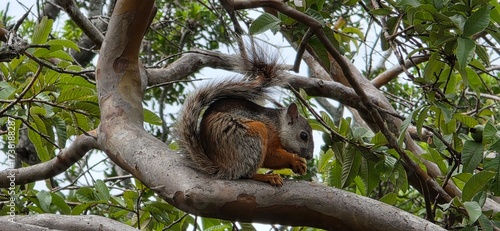 Guayaquil squirrel eating seed in tree