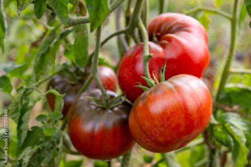 Tomaten am Strauch