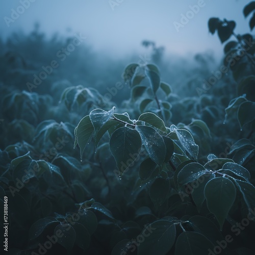 Mysterious Pre-Dawn Summer Mist