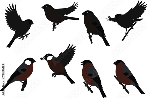 "Beautiful bullfinch bird vector illustration collection showing flying and perched poses, detailed plumage, natural colors, realistic wildlife artwork design"