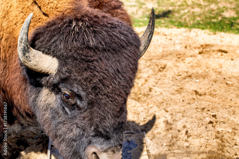 custom made wallpaper toronto digitalThe black bison is an extinct species of the bison genus of the bovid family in the wild, close-up