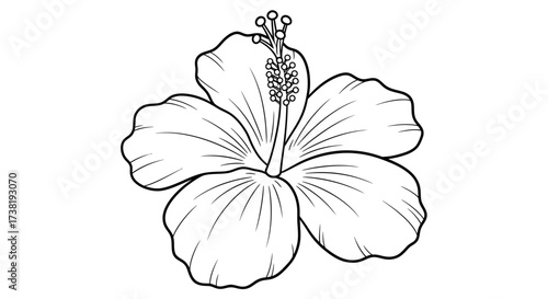 Delicate hibiscus blossom outline with flowing lines showing tropical beauty and simplicity