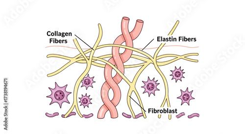 Human skin structure illustration showcasing collagen, elastin fibers, and fibroblasts for