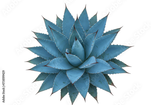 Foto Isolated Agave Blue Wave, rosette of stiff succulent leaves with sharply toothed
