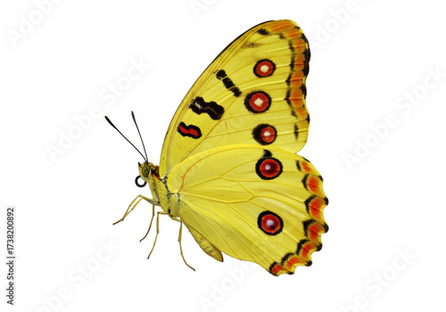 Photography Isolated specimen of a bright yellow butterfly with striking markings on wings f