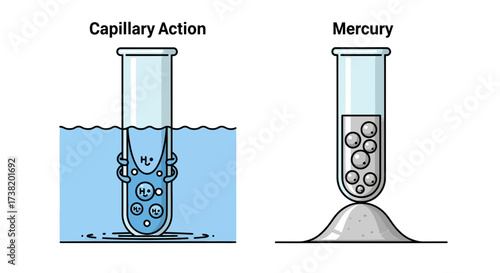 Visual comparison of capillary action in water and cohesive force in mercury within test tubes