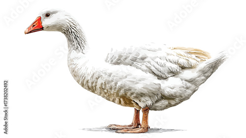 White Goose Standing Peacefully Isolated - Professional Wildlife Photo