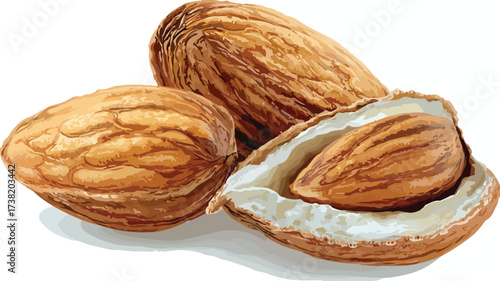 Nutrition-Rich Almonds Whole Nuts Vector Illustration