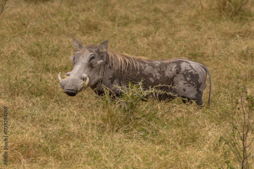Fototapeta premium A Common Warthog (Phacochoerus africanus) with prominent tusks and mane stands in the savanna grassland of Amboseli National Park