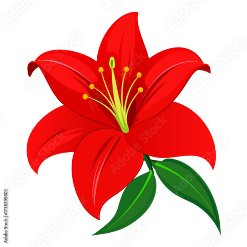 red lily flower