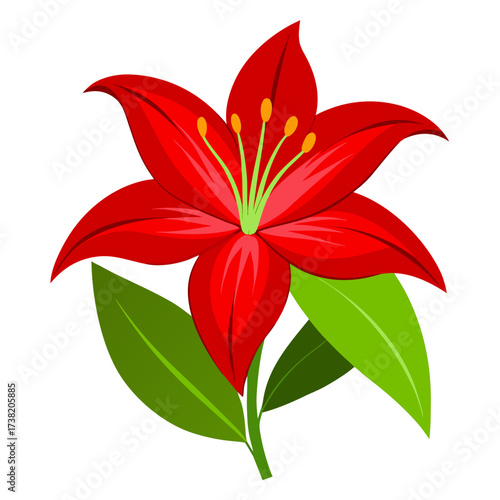 red lily flower