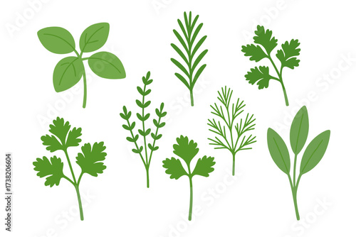 Collection of fresh green culinary herbs and aromatic spices for cooking and seasoning