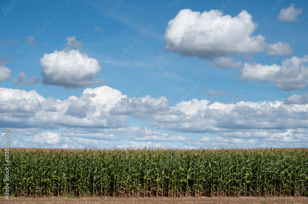 Obraz premium pole z kukurydzą