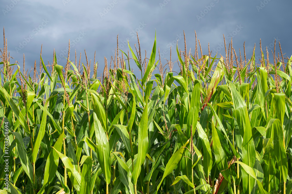 Fototapeta premium pole z kukurydzą