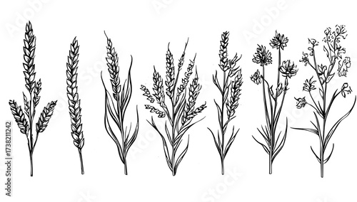 An outline drawing wheat and rye ripe line clipart symbol collection is complemented by a hand drawn icon set of doodles
