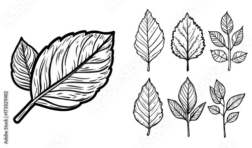 Black and white leaf silhouette icon designed for concepts related to ecology and design