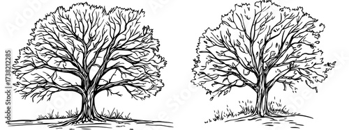 A leafless tree is depicted in a detailed black and white illustration with prominent branches
