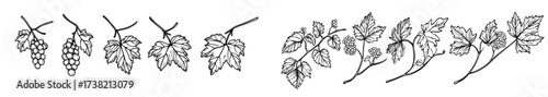 The silhouette of grapevine borders is characterized by leaves and twisting vines