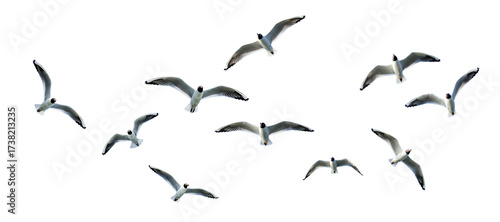 seagulls flying isolated on white
