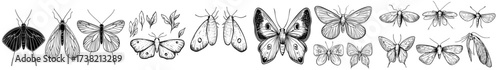 Illustration of butterflies and moths in black and white presented in silhouette form