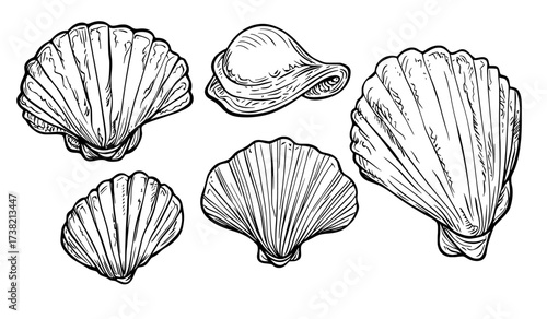 Various seashells and starfish are showcased in a black and white silhouette collection