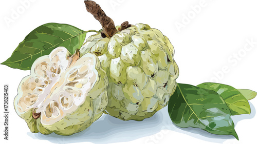 Vibrant Custard Apple Fruit Vector Art Illustration